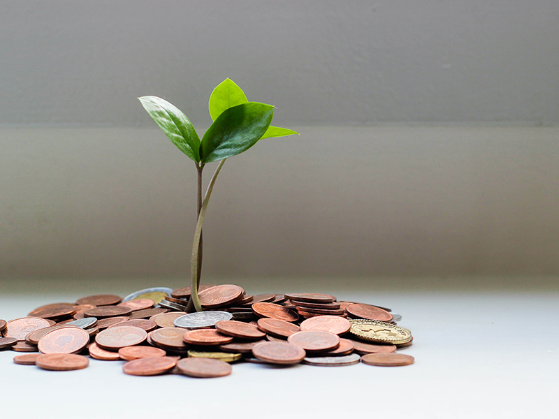 tree sprouting from money